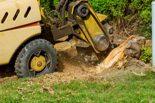 The Steps Involved in Our Tree Care Process in Beach, ND